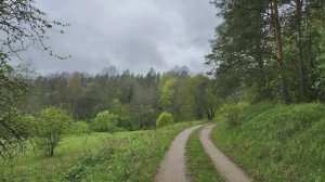 Звуки природы. Птицы поют в лесу.