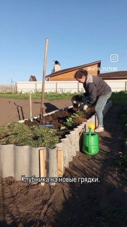 strawberries under mulch. #garden #strawberry мульчирую клубнику
