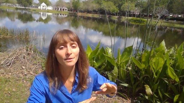 What is a Littoral Zone?