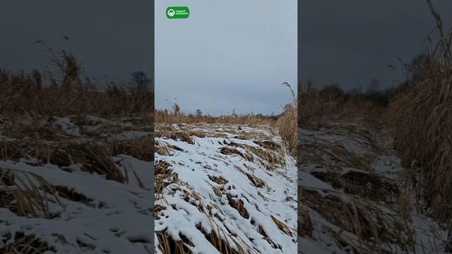 Мискантус Гигантский восстановился после снегопада