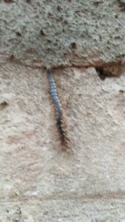 The Centipede is running in the wall