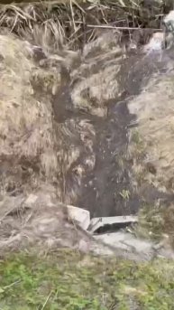 Бобры добры