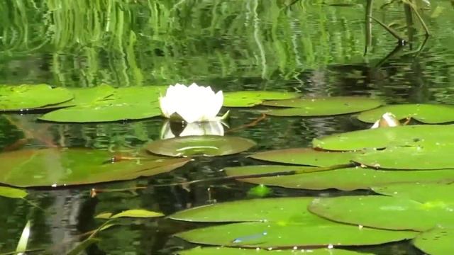 УЕХАЛ НА ОЗЕРО. ПОЙМАЛ " ЗУБАСТУЮ".! смотреть онлайн