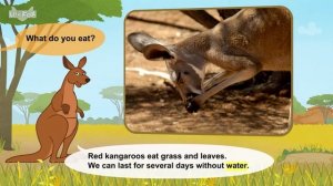 27. Meet the Animals  Marsupials  Red Kangaroo  Stories for Kindergarten