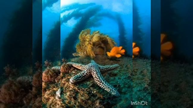 клип "Наш прекрасный Мир". смотреть онлайн