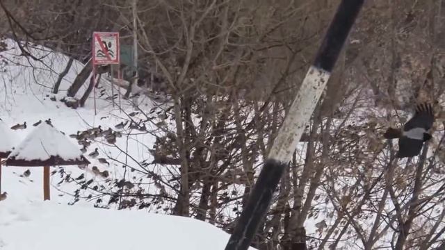 Зачем махать крыльями если дует ветер // 2014 смотреть онлайн