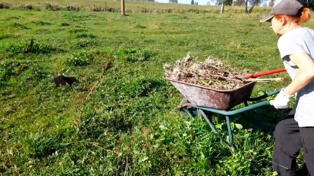 Чертополох колючий. Избавляемся от сорняка на пастбище .