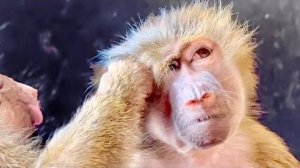 Маняша так старательно УХАЖИВАЛА за Степкой, а он ее ОБИДЕЛ.но сразу же одумался!