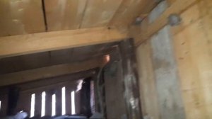 Уничтожение огромного количества гнезд ШЕРШНЕЙ на даче ! ЛИКВИДАЦИЯ ульев шершней