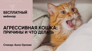 Агрессивная кошка: причины и что делать?