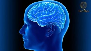 ҚОННИ СУЮЛТИРИШ ТАБИИЙ УСУЛИ УЙ ШАРОИТИДА. 100% СИНАЛГАН!