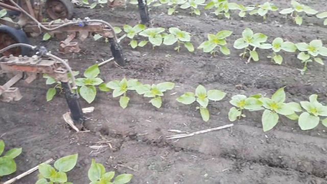 31.05.2021 Кас32 соняшник Авалон (Эвраліс), ідеальна фаза для Геліантекса смотреть онлайн