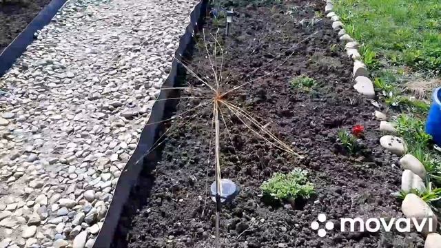 29-30.03.24. Чистим клубнику и виноград. Высадили бархатцы и гацанию. Томаты триходермой. смотреть онлайн