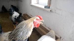 Голос Юрловского петуха