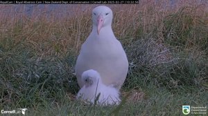 Альбатрос. Мама GLG и птенец