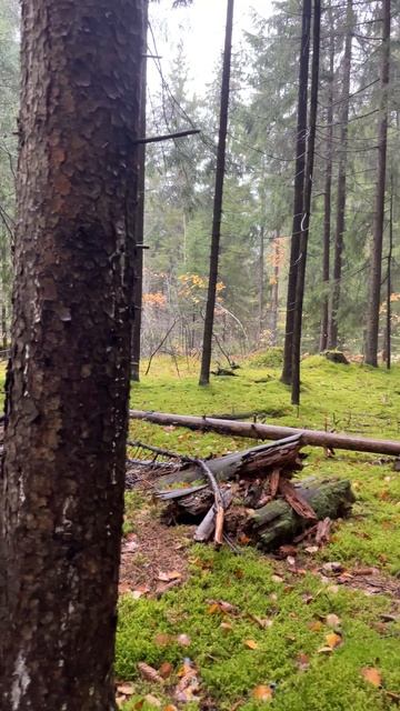 Звуки леса смотреть онлайн