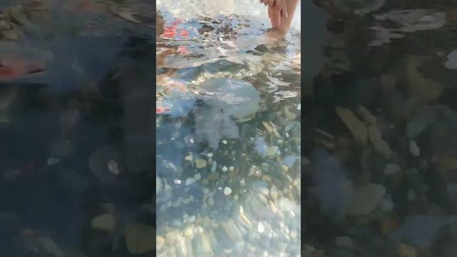 Медуза УКУСИЛА её. Море в Сочи 25.09.2023 #отпуск #многодетнаясемья смотреть онлайн