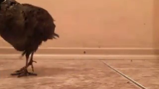 вальдшнеп смотреть онлайн