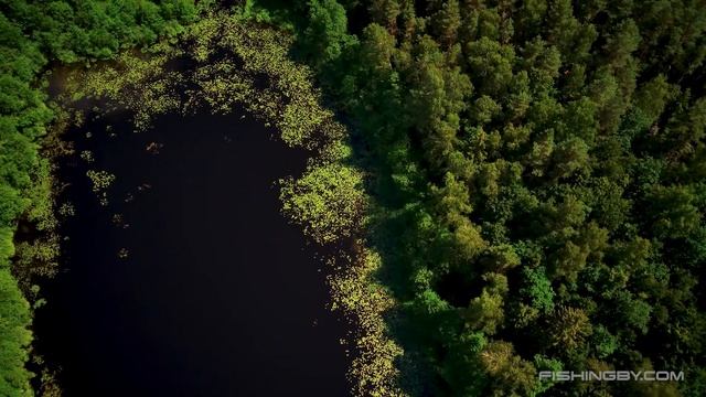 Озеро Третье (Шумилинский район)