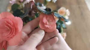 ЧЕРЕНКИ ОТ ВИОЛЫ ЧЕРЕЗ 1.5 МЕСЯЦА