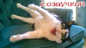 Приколы с котами! Самые смешные коты! С ОЗВУЧКОЙ! СМЕШНЫЕ ЖИВОТНЫЕ 2025!