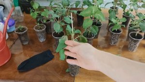 Формирую из черенка фуксии деревья и кусты.