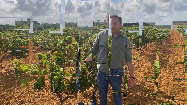 Gestión Integrada de Plagas en el cultivo de vid. En Bollullos Par del Condado [20/06/2023]. смотреть онлайн