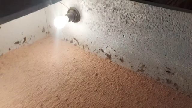 Пополнение из инкубатора. Что под наседками??? смотреть онлайн