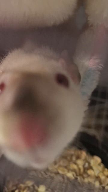Ручная крыса требует ласки #cute #kawaii #rat #крыса #animals #животные