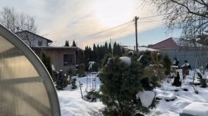 Черенкуем гортензии в ФЕВРАЛЕ