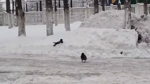 Ворона катается с горки.#мояозвучка