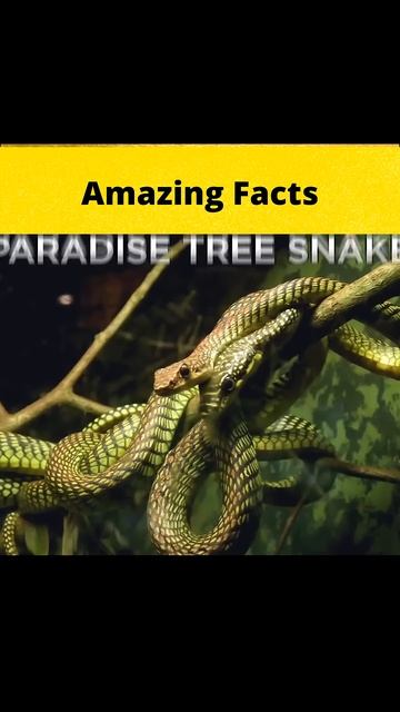 Top 3 awesome animals MRINDIANHACKER  CrazyXYZ   shorts  FactBeast