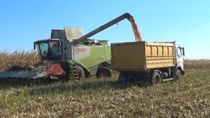 Комбайн Claas Lexion 760 работает на уборке кукурузы