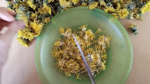 Уксус из одуванчиков. Варенье из одуванчиков, или одуванчиковый мёд