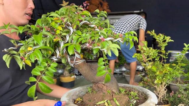 Cây cảnh, bonsai mini giá mềm - chào bán 1/11 📲0939.442212 Thanh Bình смотреть онлайн