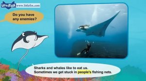 10. Meet the Animals | Manta Ray | Wild Animals | Stories for Kindergarten