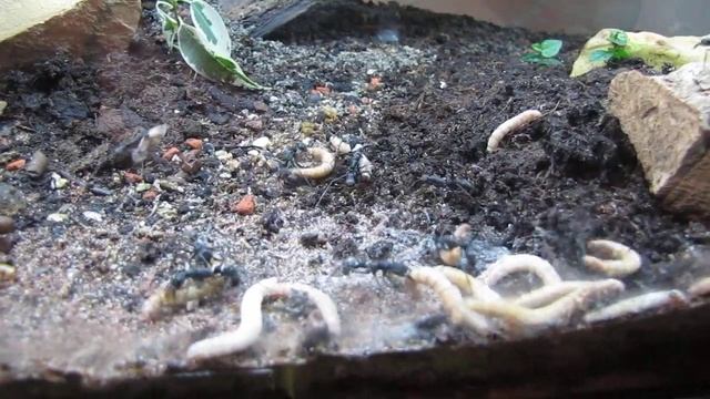 Pachycondyla apicalis смотреть онлайн