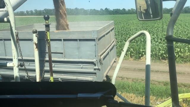 Уборка 2020 Озимая Пшеница смотреть онлайн