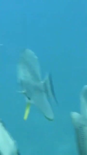 Platax смотреть онлайн