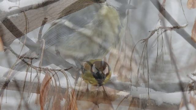 Tombe la neige. Птицы под снегом смотреть онлайн