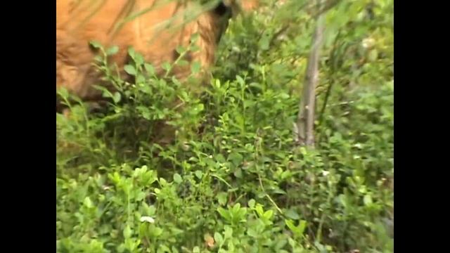 Открытие стадиона 2009 г Н Фадеев смотреть онлайн