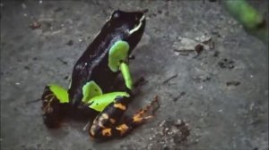 Mantella baroni - Boulenger, 1888 - HD - Mantella Harlequin - Parc Zoologique de Paris - 09/2014