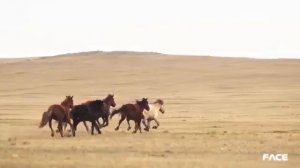 Төрмандах Хутагтын хурд