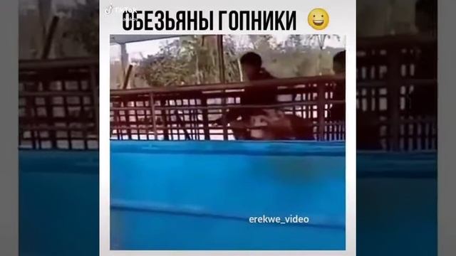 Обезьяна гопник смотреть онлайн