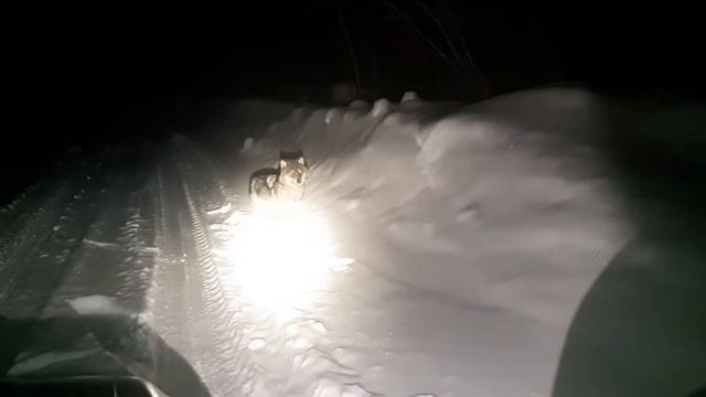 Нападение волка. смотреть онлайн