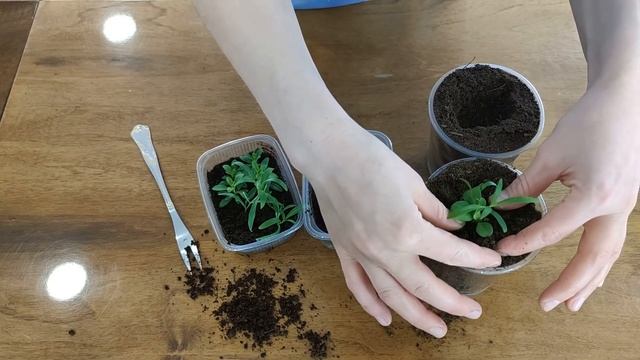 МИКСЫ ИЗ ПЕТУНИИ создаю с рассады.