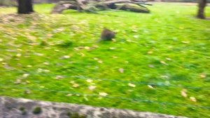 Кенгуру в зоопарке #кенгуру #зверюшки_топ