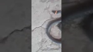 Мой муж и уж.