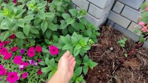 Обзор длинного цветника.