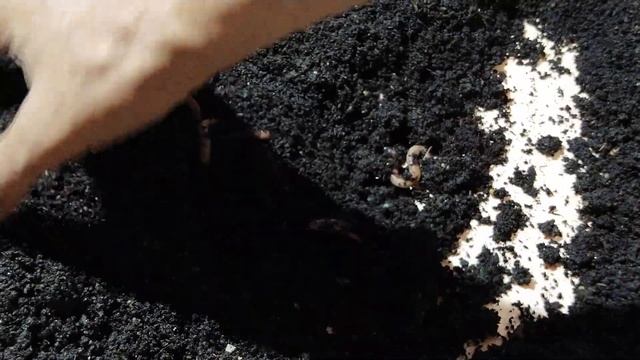 Маточник из годовалых червей. Эксперимент.